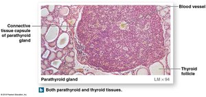 Anatomy of the parathyroid glands