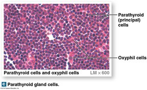 Anatomy of the parathyroid glands
