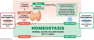 Homeostatic regulation of blood calcium (calcitonin)
