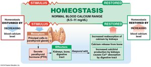 Homeostatic regulation of blood calcium (PTH)