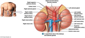 Anatomy of the adrenal gland