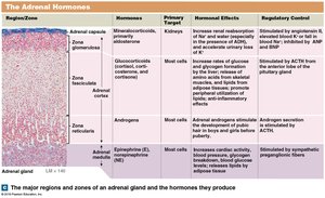 Adrenal gland and hormones