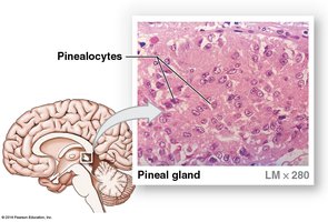 Anatomy of the pineal gland
