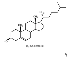 Cholesterol structure