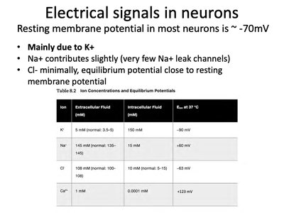Table of ion concentrations and equilibrium potentials