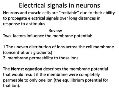 Review of factors influencing membrane potential and Nernst equation
