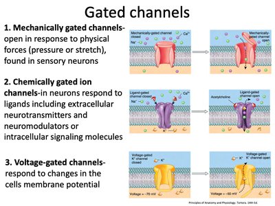 Types of gated ion channels