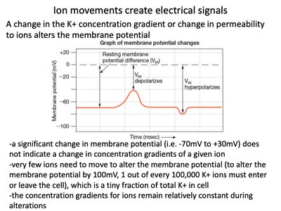 Graph of membrane potential changes