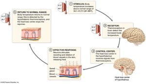 Negative feedback loop for rising body temperature