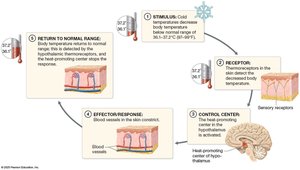 Negative feedback loop for falling body temperature
