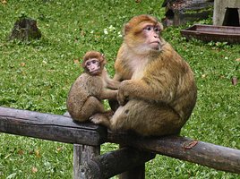 Young Barbary macaque with its mother