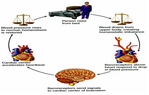 Negative feedback loop in blood pressure regulation