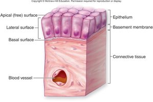 Diagram of epithelial tissue showing apical, lateral, and basal surfaces, basement membrane, and underlying connective tissue