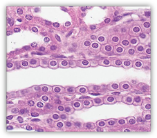 Micrograph of simple cuboidal epithelium