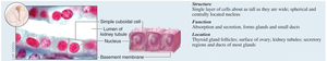 Micrograph of simple columnar epithelium