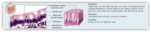 Diagram and micrograph of keratinized and nonkeratinized stratified squamous epithelium