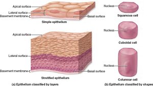 Diagram showing simple and stratified epithelium, and squamous, cuboidal, and columnar cell shapes