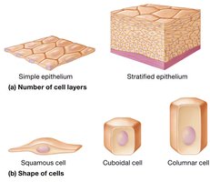 Illustration of simple and stratified epithelium, and cell shapes