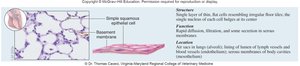 Diagram and micrograph of simple squamous epithelium