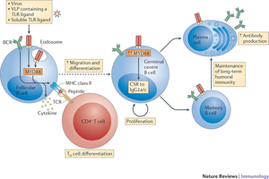 B cell and T cell differentiation and antibody production