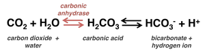 Carbonic anhydrase catalyzes the conversion between CO2, H2O, H2CO3, HCO3-, and H+