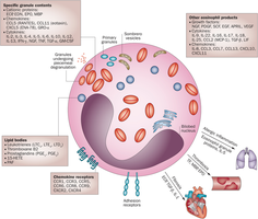 Eosinophil cell structure and secreted products