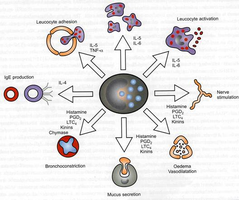 Basophil activation and mediator release