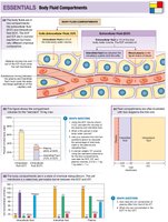 Diagram of body fluid compartments and their distribution