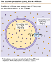 Sodium-potassium pump (Na+/K+ ATPase)