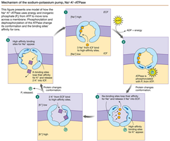 Mechanism of the sodium-potassium pump