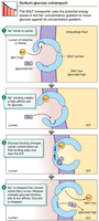 Sodium-glucose cotransporter mechanism