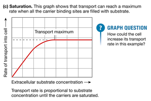 Saturation of transport proteins