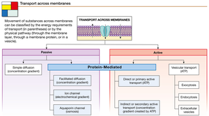 Summary figure of transport processes