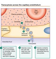 Transcytosis across the capillary endothelium