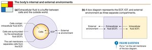 Box diagram representing ECF, ICF, and external environment