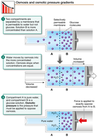 Osmosis and osmotic pressure gradients