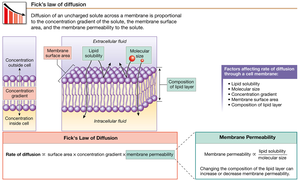 Fick's law of diffusion and factors affecting diffusion