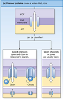 Channel proteins: open and gated channels