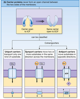 Carrier proteins: uniport, symport, antiport
