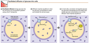 Facilitated diffusion of glucose into cells