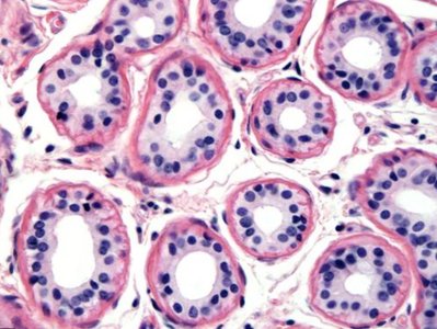 Overview of four basic tissue types