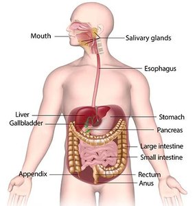Labeled diagram of the digestive system