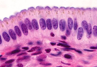 Simple columnar epithelium
