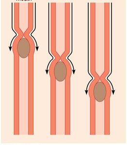 Diagram of peristalsis