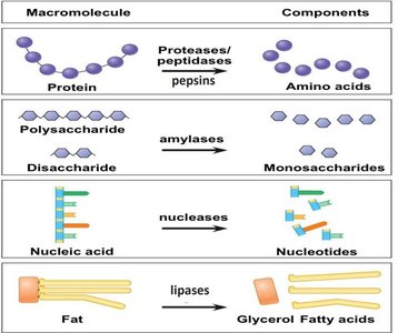 Enzymatic breakdown of macromolecules