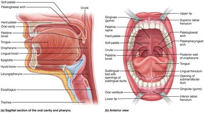 Sagittal and anterior views of the oral cavity