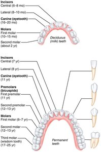 Deciduous and permanent teeth arrangement