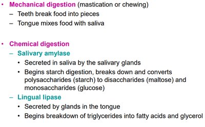 Summary of mouth digestion