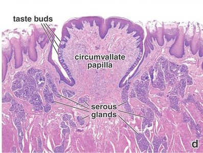 Histology of tongue papillae and serous glands