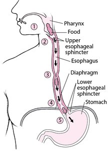 Pathway of food through the esophagus